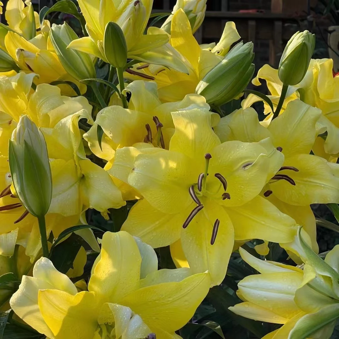 乔乔花屋 1球异国阳光16/18cmOT系列黄色重瓣四季种 不带盆土现货