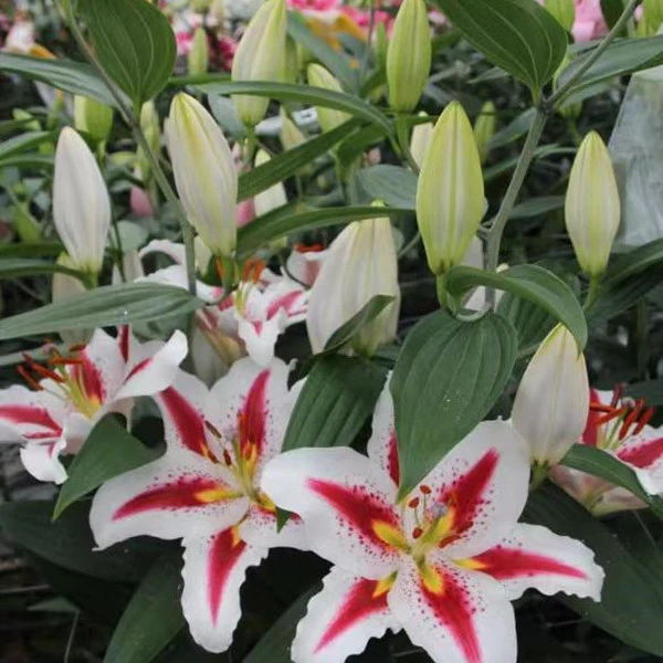 乔乔花屋 1粒笑脸20/22东方系列百合球网红款四季种 不带盆土现货