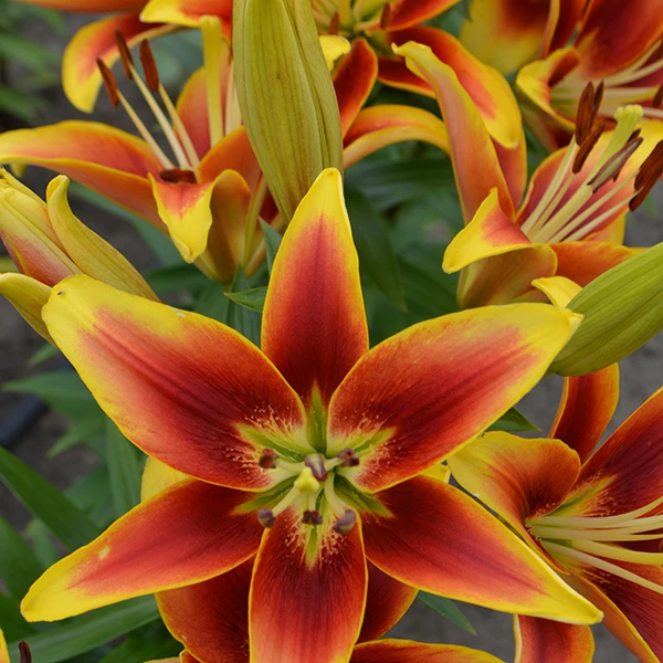 乔乔花屋 1球皇冠LA系列复色单瓣四季种 不带盆土现货