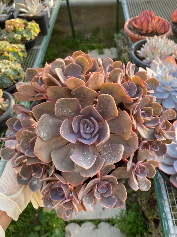 尘埃玫瑰大群多肉植物全疆发货一单包邮