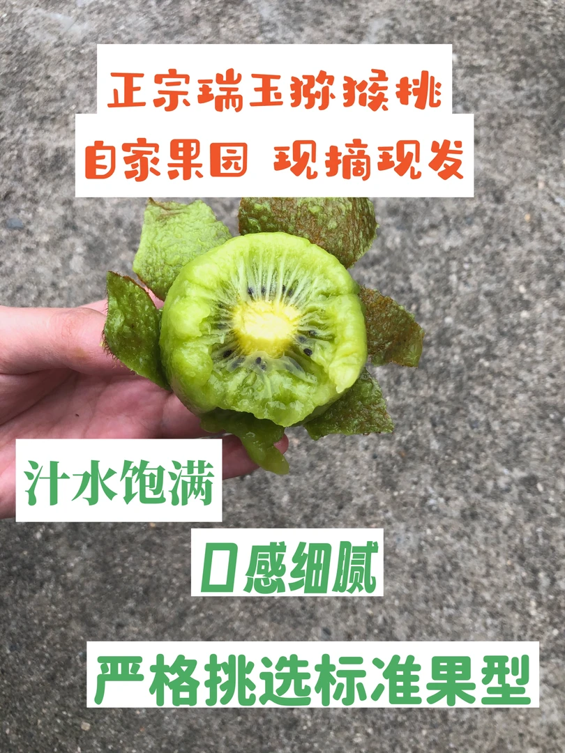 正宗陕西瑞玉猕猴桃现摘现发 陕西秦岭周至户县猕猴桃果园直采5斤