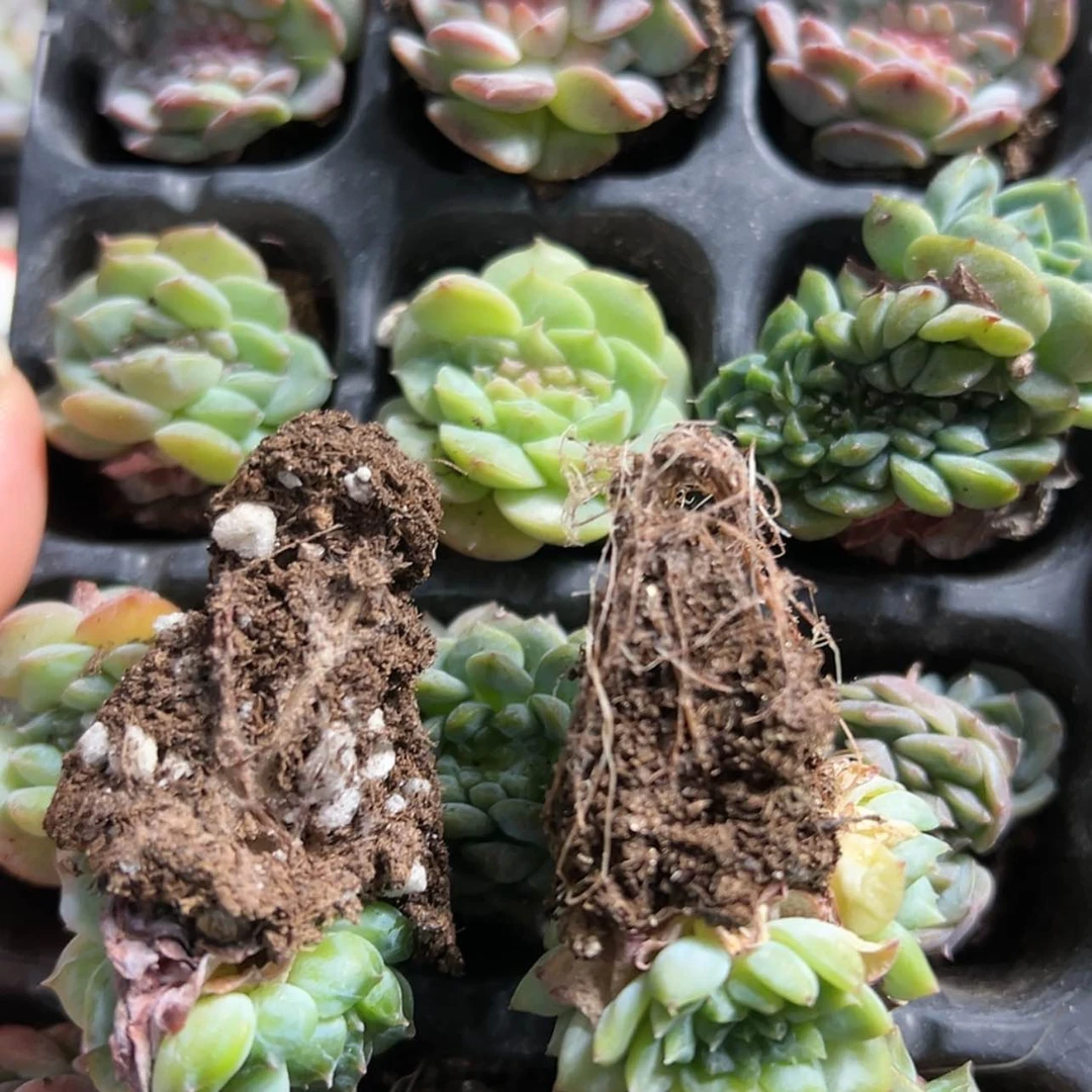 【闪购商品】26号号