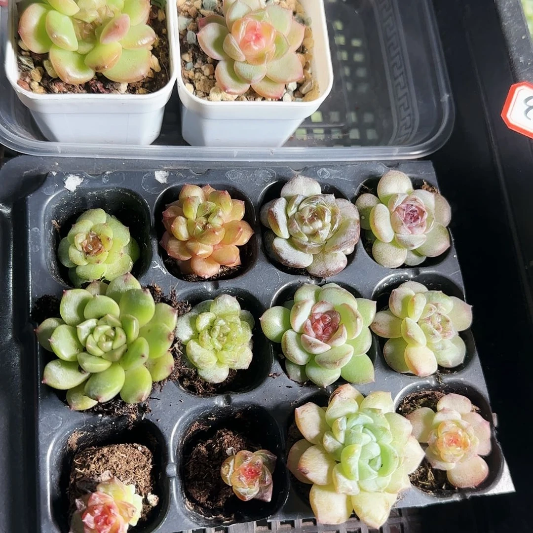 δ****δ603个人的时候