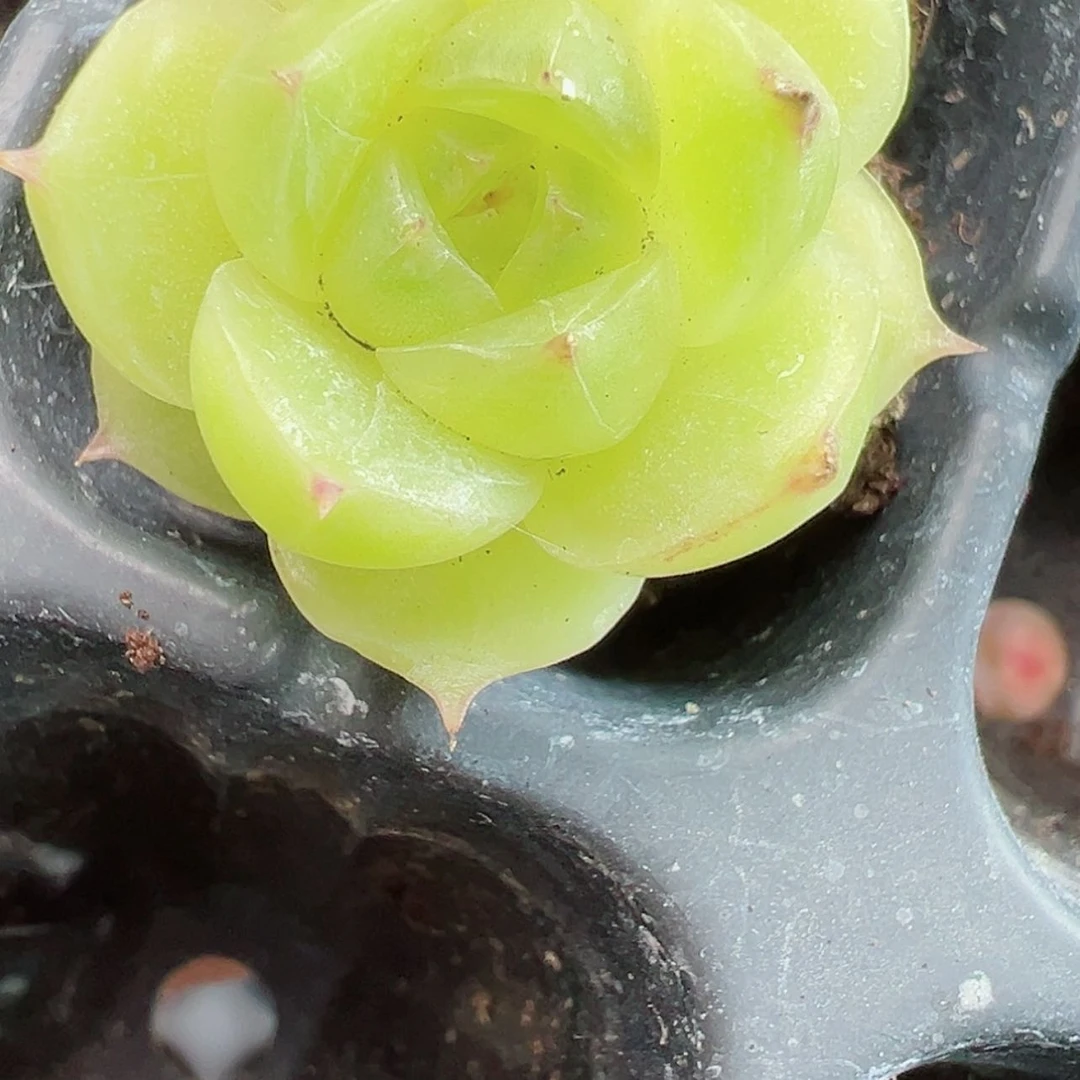 【闪购商品】柳***媛82哈喽来喽好