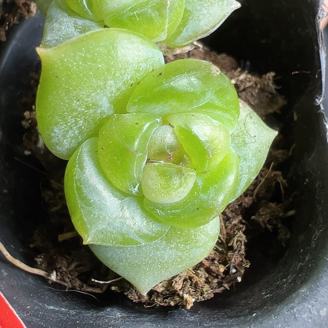 【闪购商品】木*21贵司真的太牛