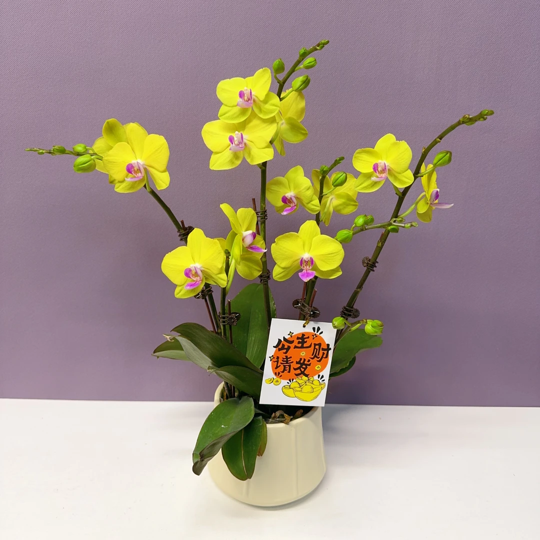 万季优选【甜格格】蝴蝶兰室内绿植花卉艺术组盆系列基地发货