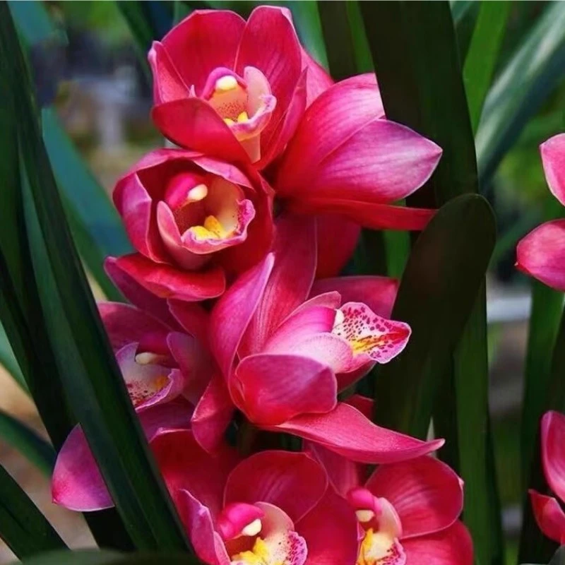 红将军3花剑兰花大花惠兰带花苞兰花剑盆栽鲜绿植物年宵花卉