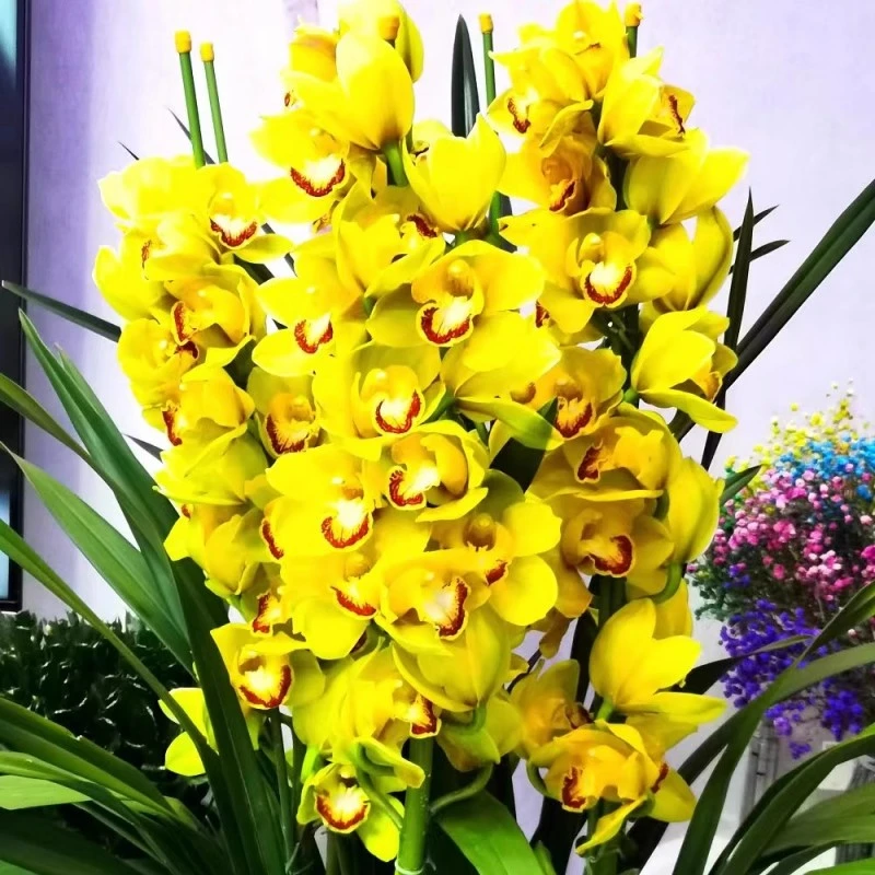 黄金岁月3花剑兰花大花惠兰带花苞兰花剑盆栽鲜绿植物年宵花卉