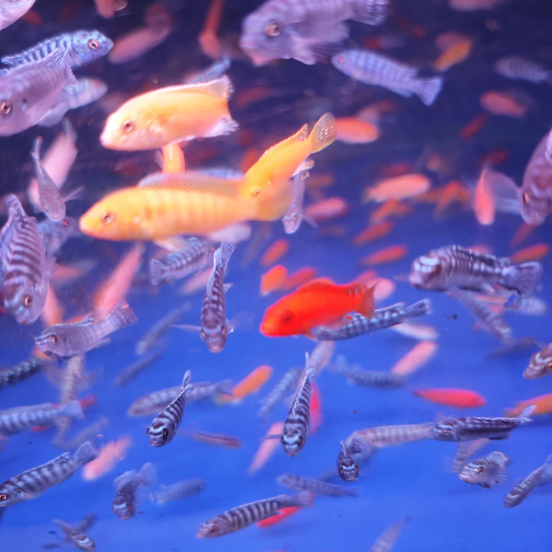 三湖慈鲷杂鲷混色5CM左右8+2备损