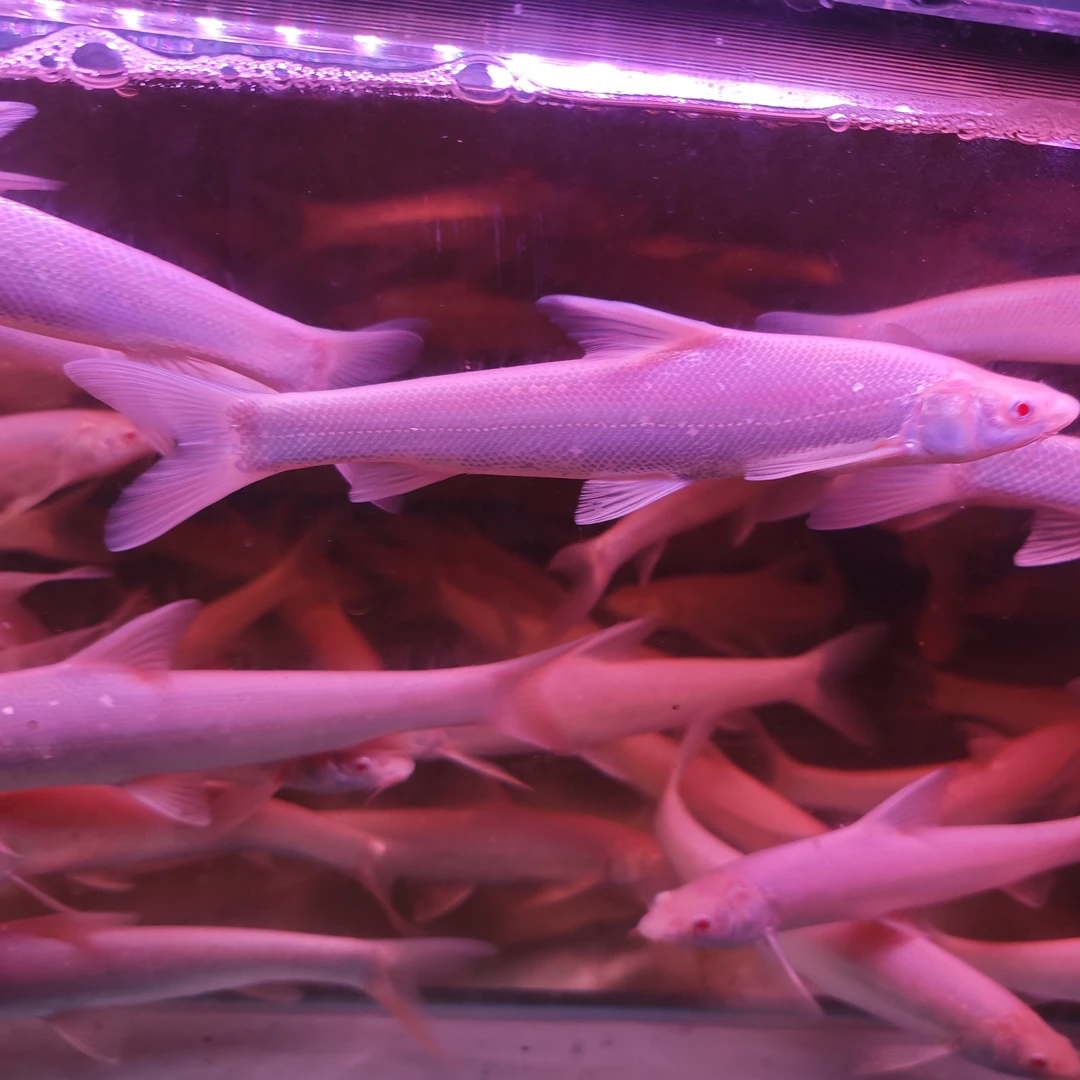 红眼白子招财龙银鳕鱼淡水广温鱼大型鱼冷水可养活体包邮包损