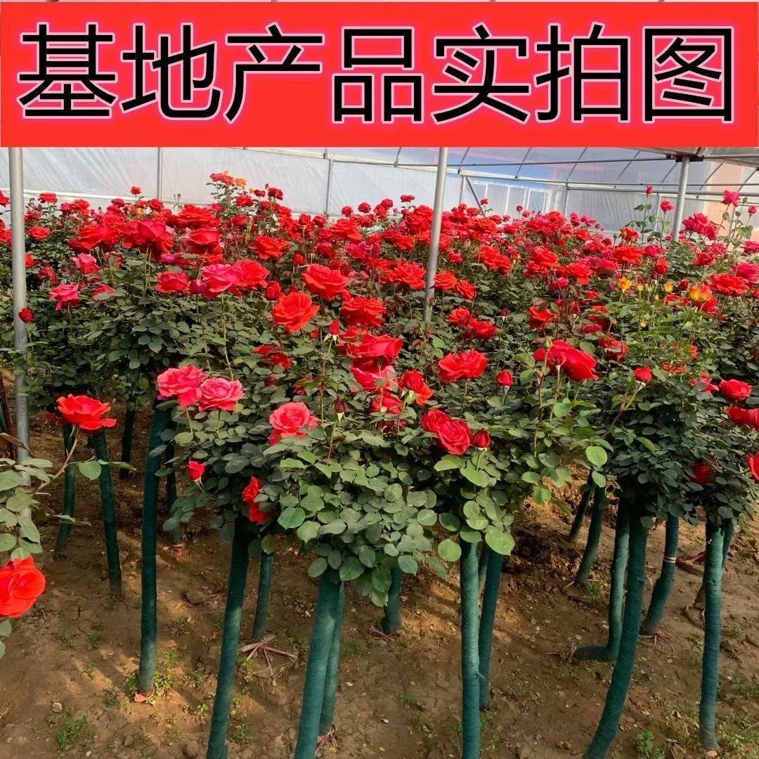 国月大花3公分树桩月季 粉扇 红扇 大花浓香
