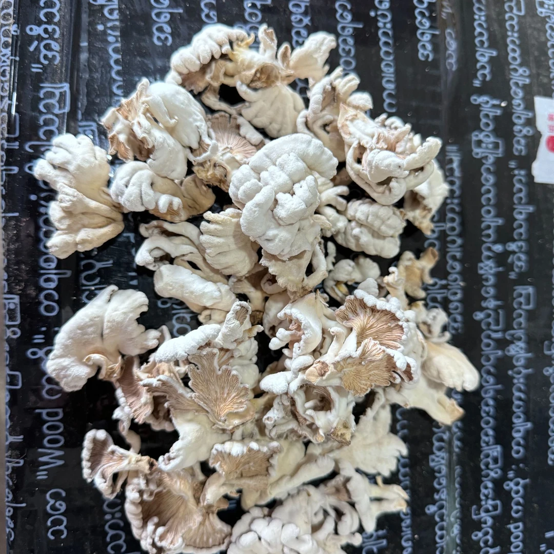 【彭彭先収山货】-白-崧-菌-500g-1000g-滋补营养品