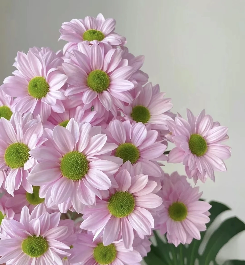 云南小雏菊适四单一个运费、鲜切花10%不售后，新鲜花材