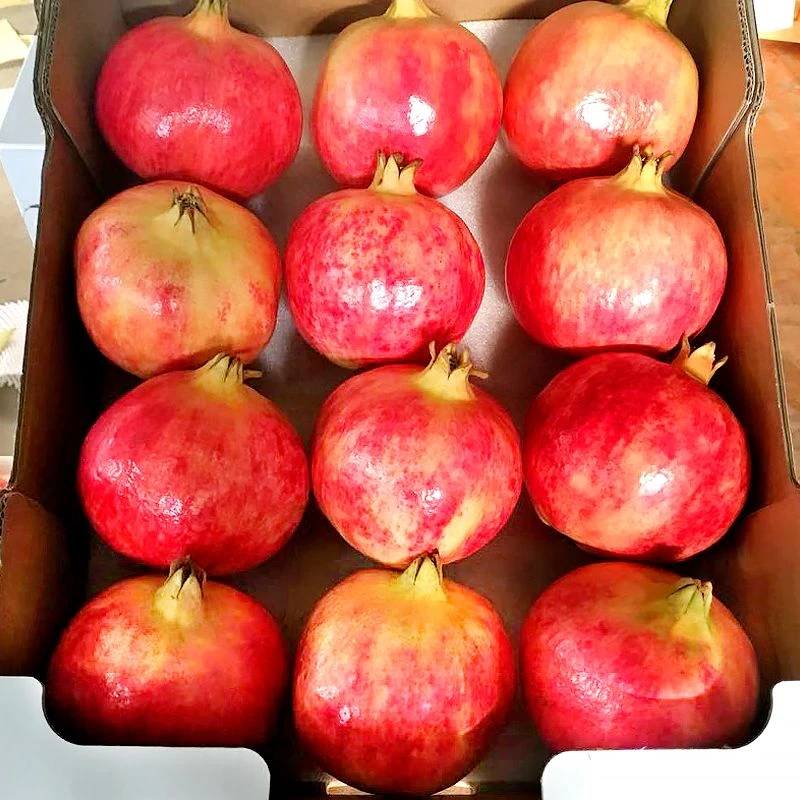 四川会理突尼斯软籽石榴华西批发市场直发净重5斤-10斤