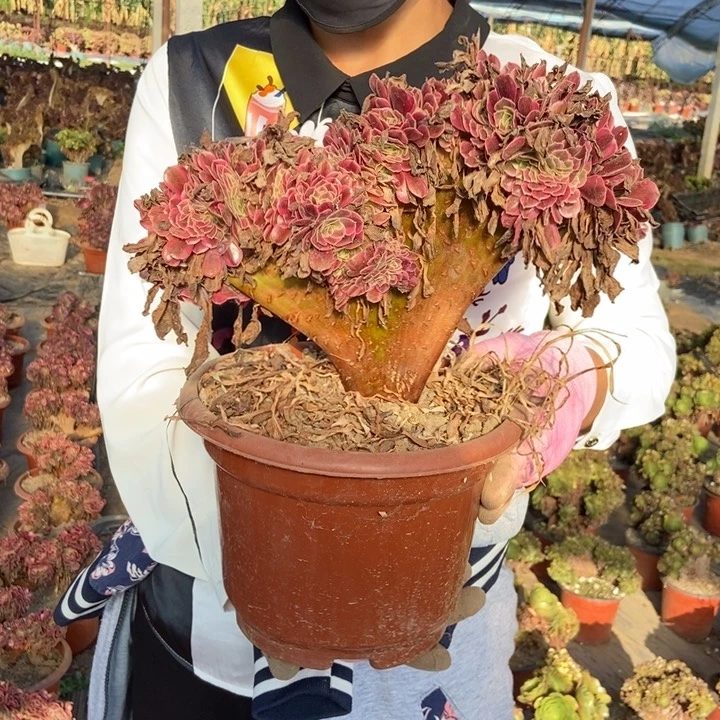 黑***使126美杜莎缀化老桩朵朵