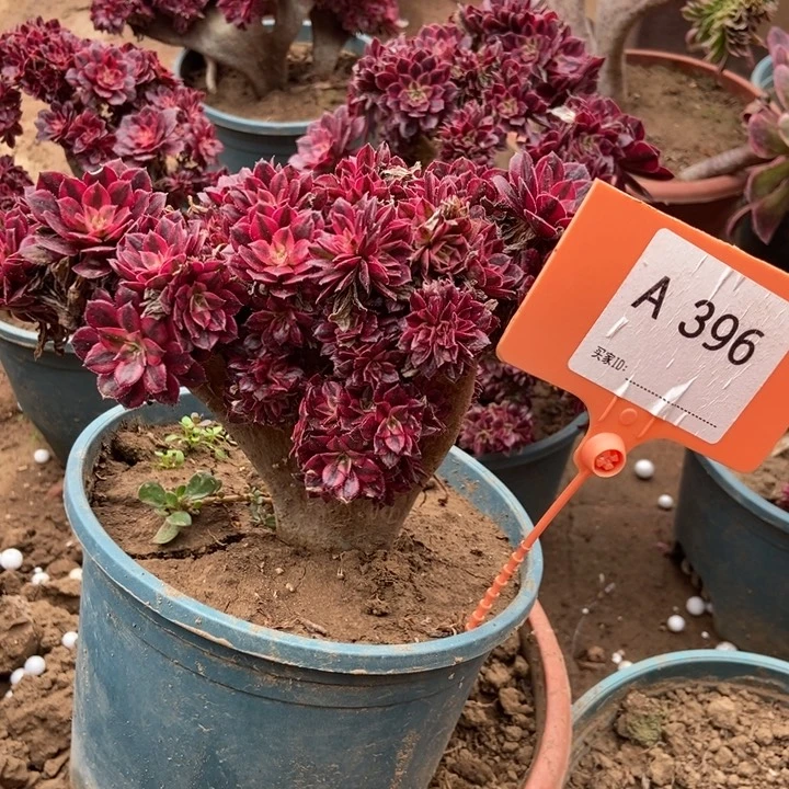 ?****缘396铜壶超白锦老桩朵朵