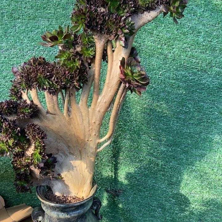 黎*454黑法师缀化老桩朵朵