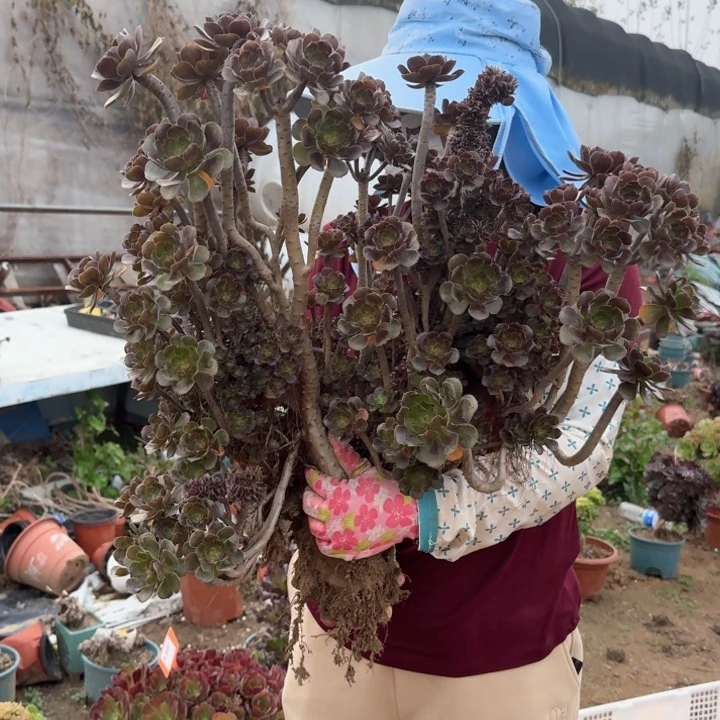 春*?400灰法师缀化老桩