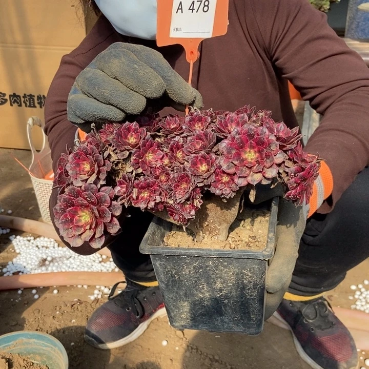 7****吉478铜壶超白锦老桩