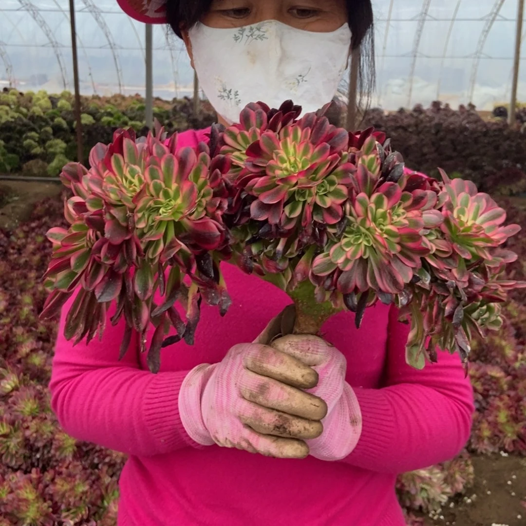 多肉法师缀化直播间一物一拍链接（图片参考）备注对应编码