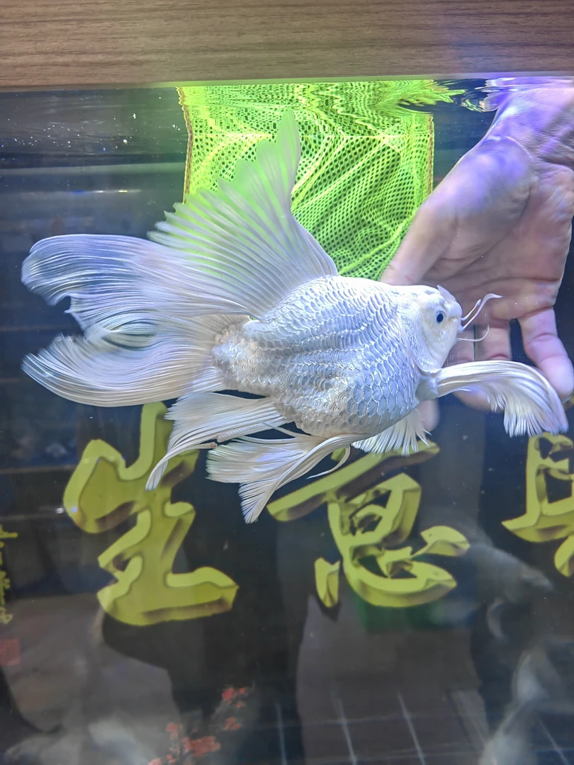 贵妃蝴蝶鲤顺丰包邮包活