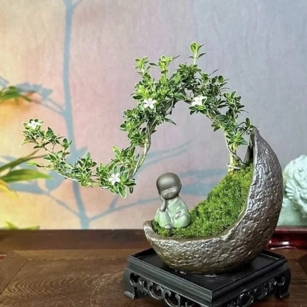 【风花雪月】六月雪悬崖飘枝艺术盆景室内好养易活盆栽四季常青开花