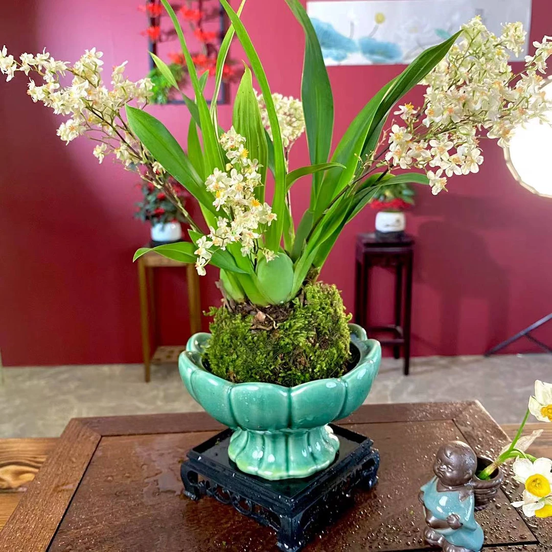【文心兰】3-4花剑带花苞好养浓香型年宵花兰花梦香绿植爆花卉盆栽