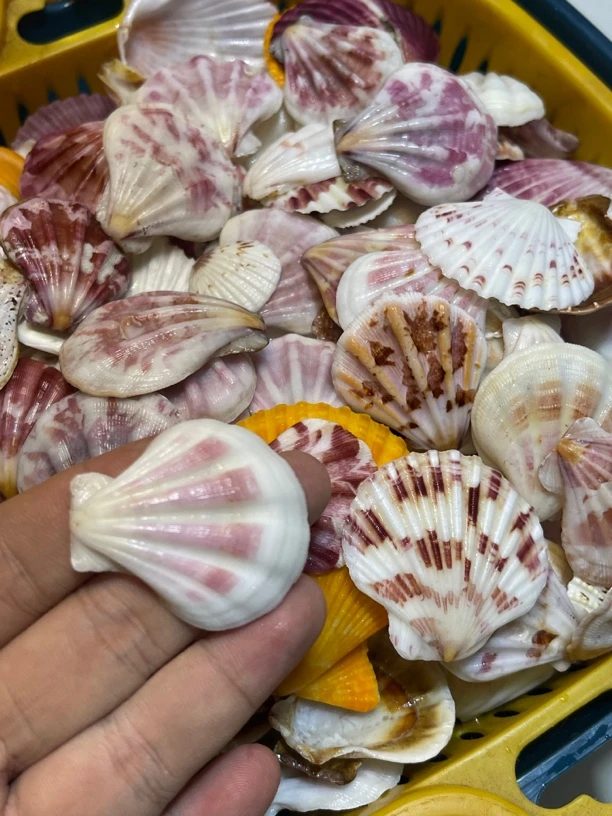【贝壳】精致混装毫升款贝壳专拍海螺摆件主卧装饰品
