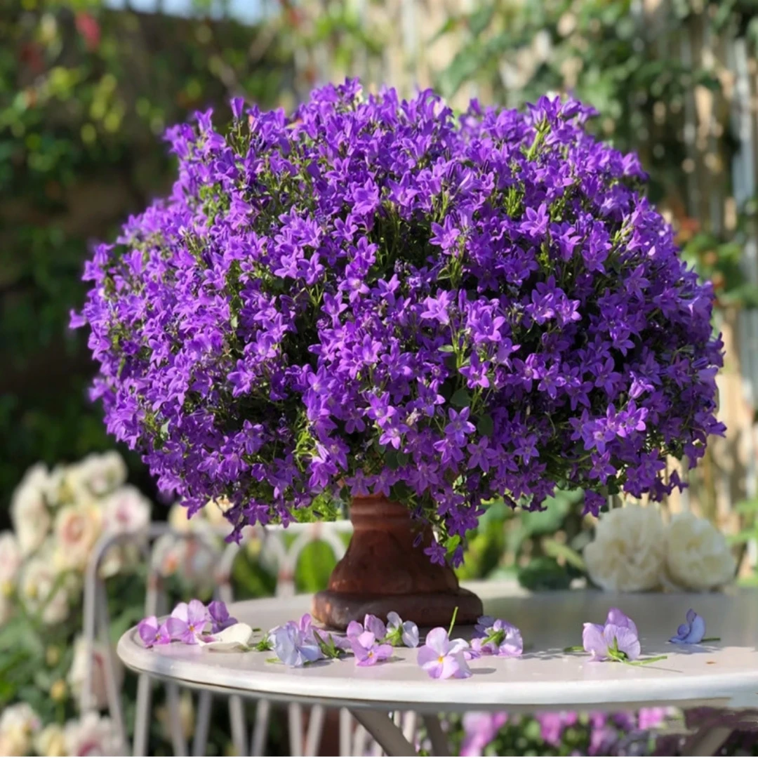 丹麦风铃盆栽花苗风铃花风铃草重瓣单瓣春季意大利风铃带花苞发货