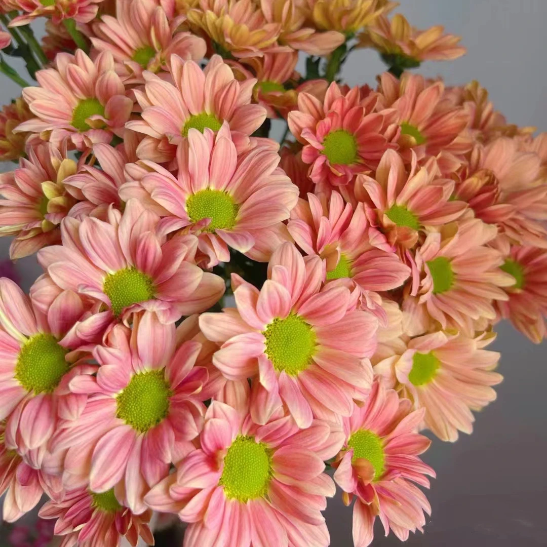 三文鱼小雏菊盆栽带花苞荷兰菊大苗四季开阳台庭院耐寒热花卉绿植