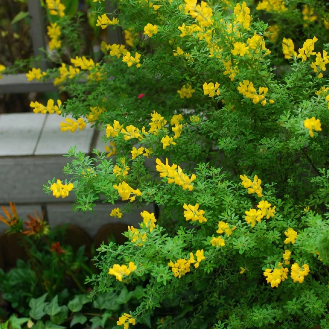 金雀花食用树苗花卉盆栽带花苞云南黄金雀盆景植物花苗四季室内花