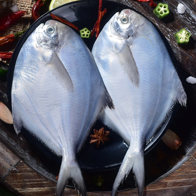 新鲜海捕银鲳鱼 个大肥硕 刺少肉嫩冷链发货(一斤6条)