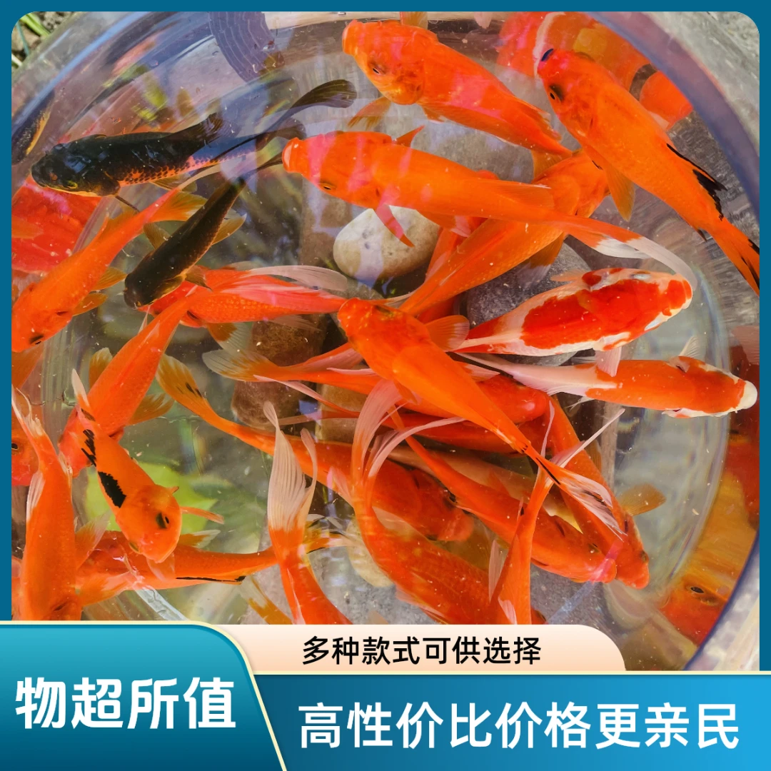 【一号】观赏鱼养不死耐活好养小鱼活鱼新手懒人冷水淡水鱼草金宠物