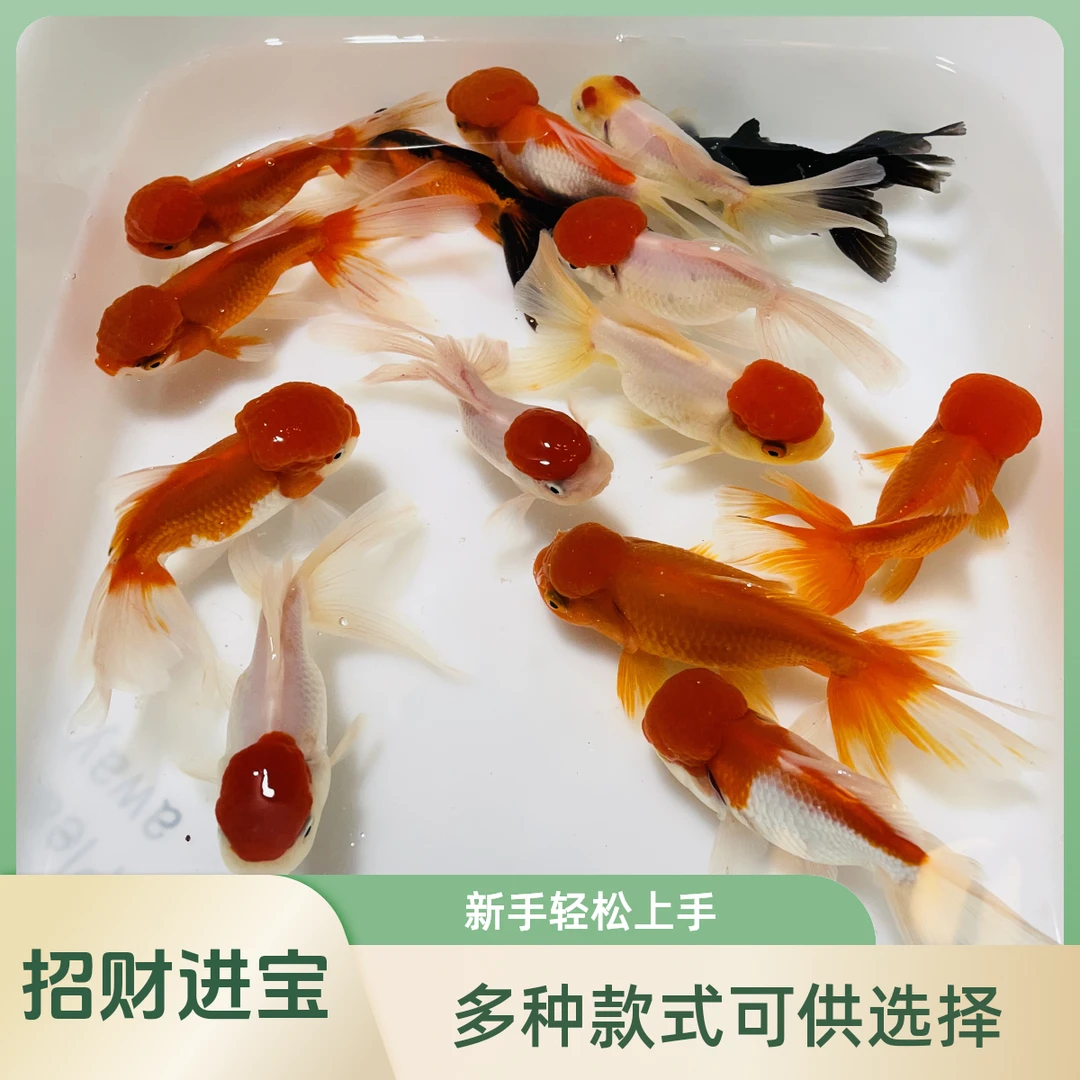 红狮头帽鹤顶红金鱼招财金鱼冷水鱼淡水观赏鱼好养耐活观赏鱼鱼苗