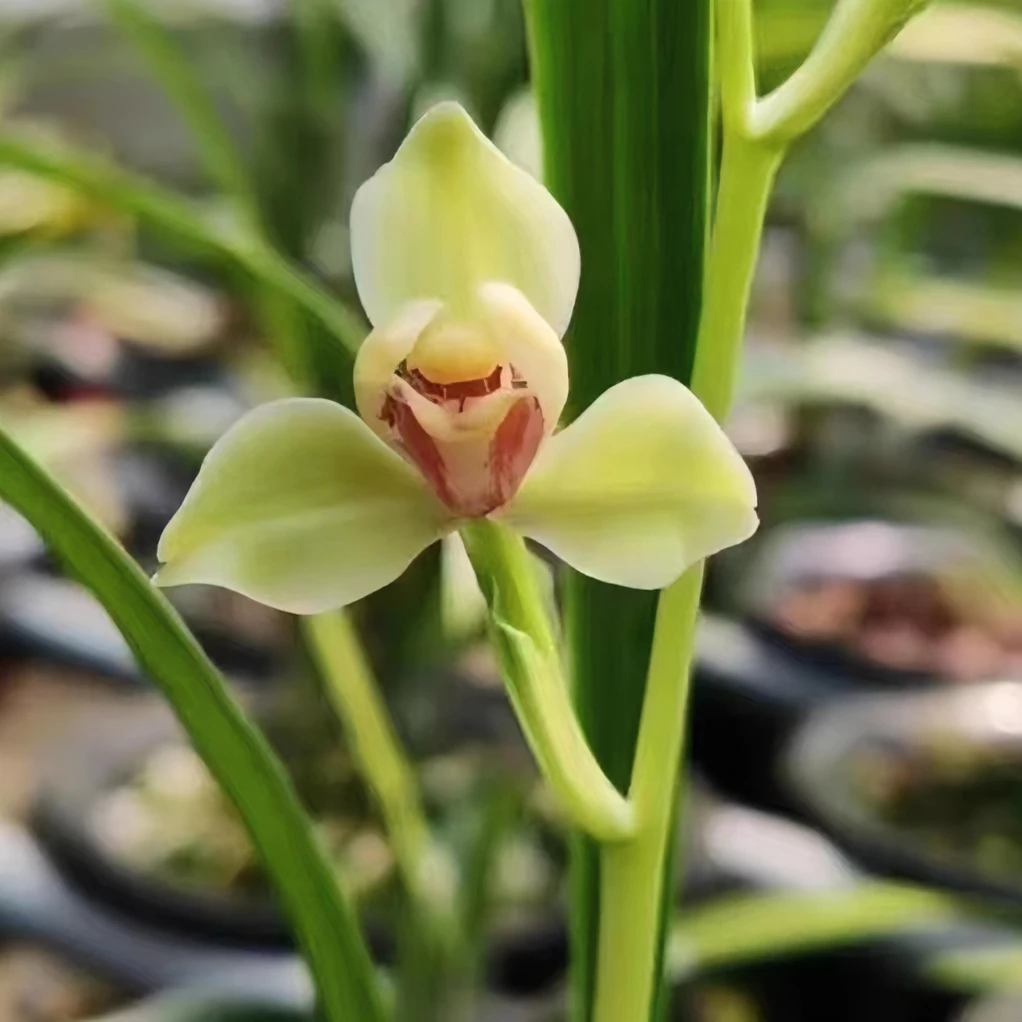 红酒之恋 【彩梅】室内绿植花卉浓香型