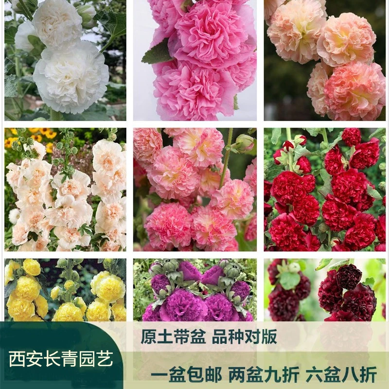 新品重瓣蜀葵花苗桃子与梦查特系列盆栽苗多年生耐寒宿根植物包邮