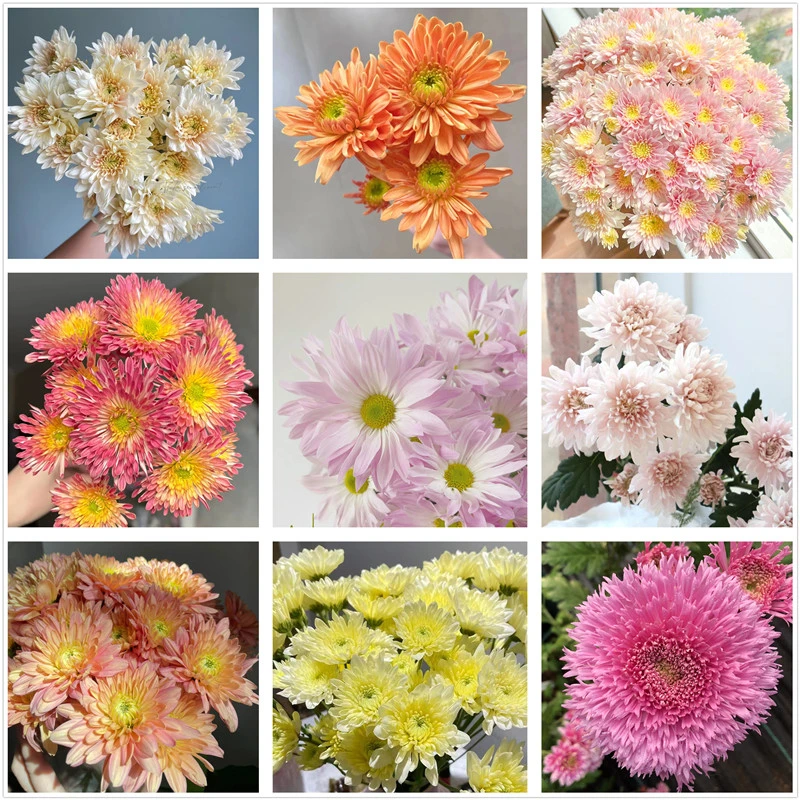 大花切花菊 香草沙拉菊卡巴林三文鱼奥法皇后大菊花苗多年生包邮