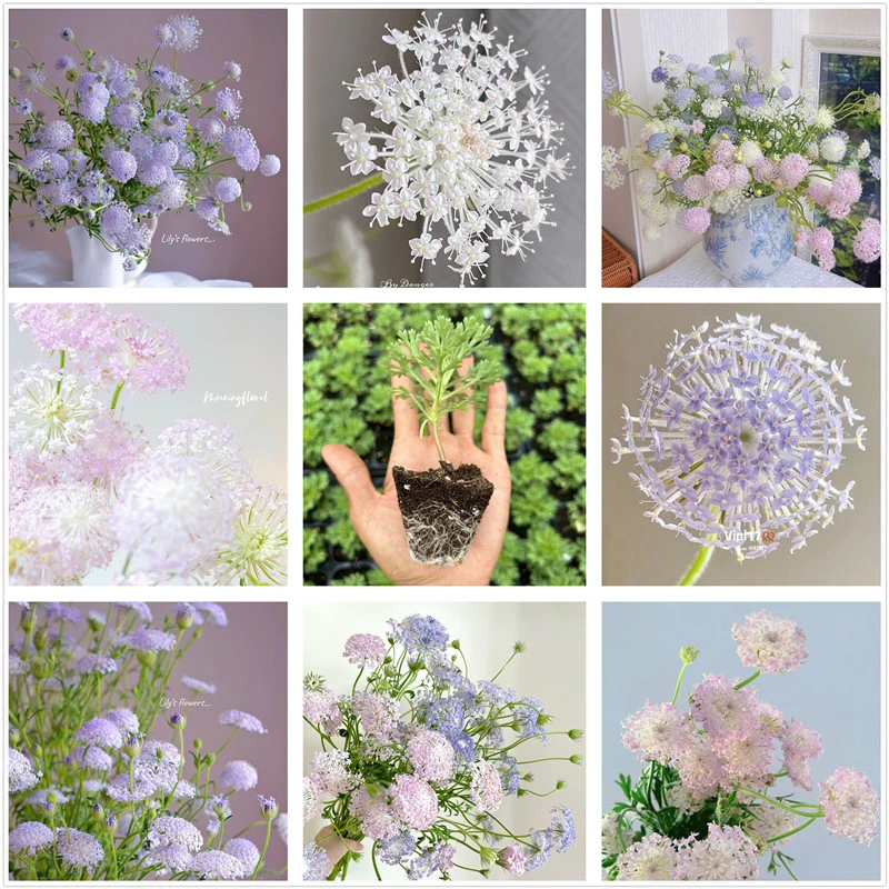 翠珠花苗蕾丝花苗 蓝色粉色时令花草 鲜切花可盆栽趣味花卉包邮