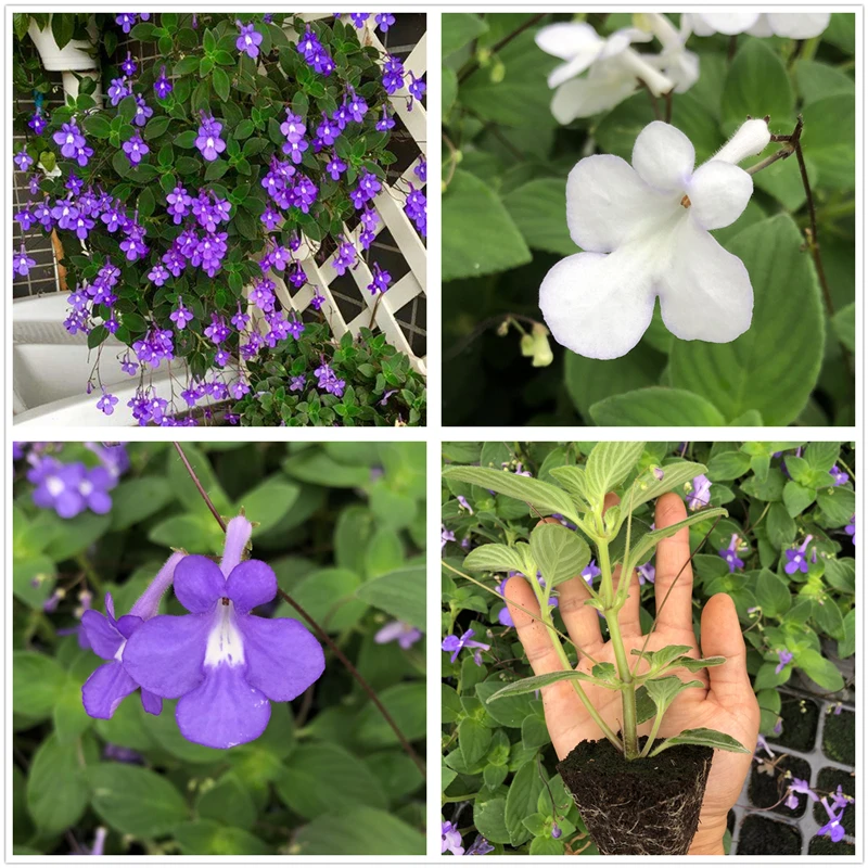 蓝海豚花苗 室内四季开花盆栽 苦苣苔垂吊植物花卉带花苞好养包邮