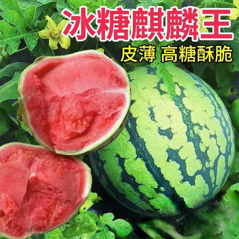 [顺丰]夏邑西瓜新鲜现摘美都8424有籽黑籽无籽麒麟瓜清甜多汁皮薄
