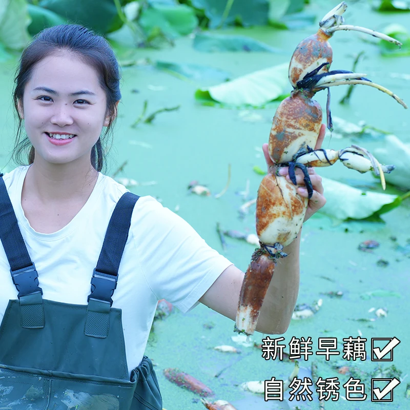 【甘小连家乡】广西覃塘莲藕当季现挖现发新鲜早藕脆嫩莲藕带泥发货