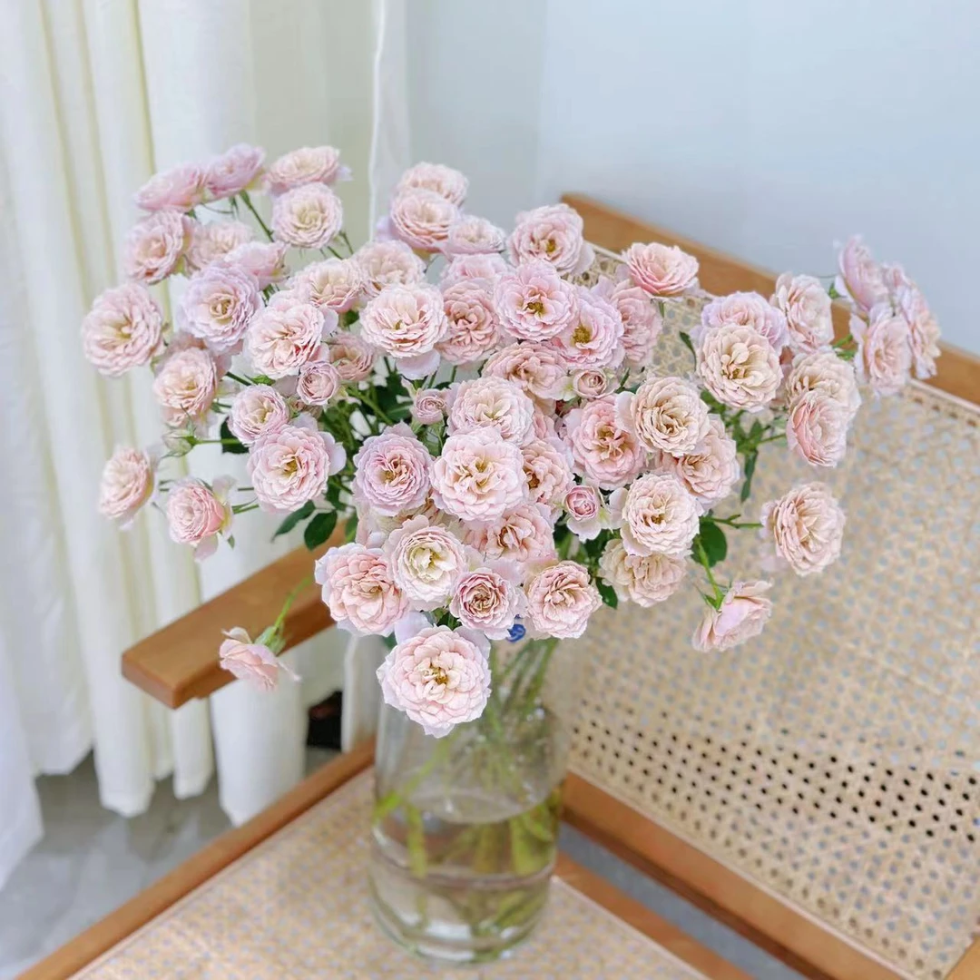 【两单升级空运】索拉 sola 稀有玫瑰