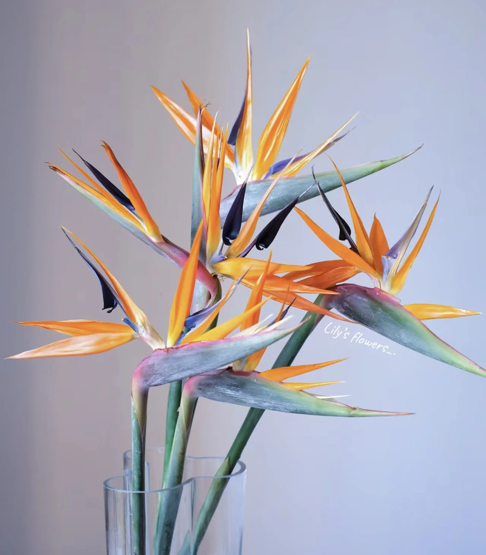 【花里胡哨】天堂鸟 Birds Of Paradise 鲜花