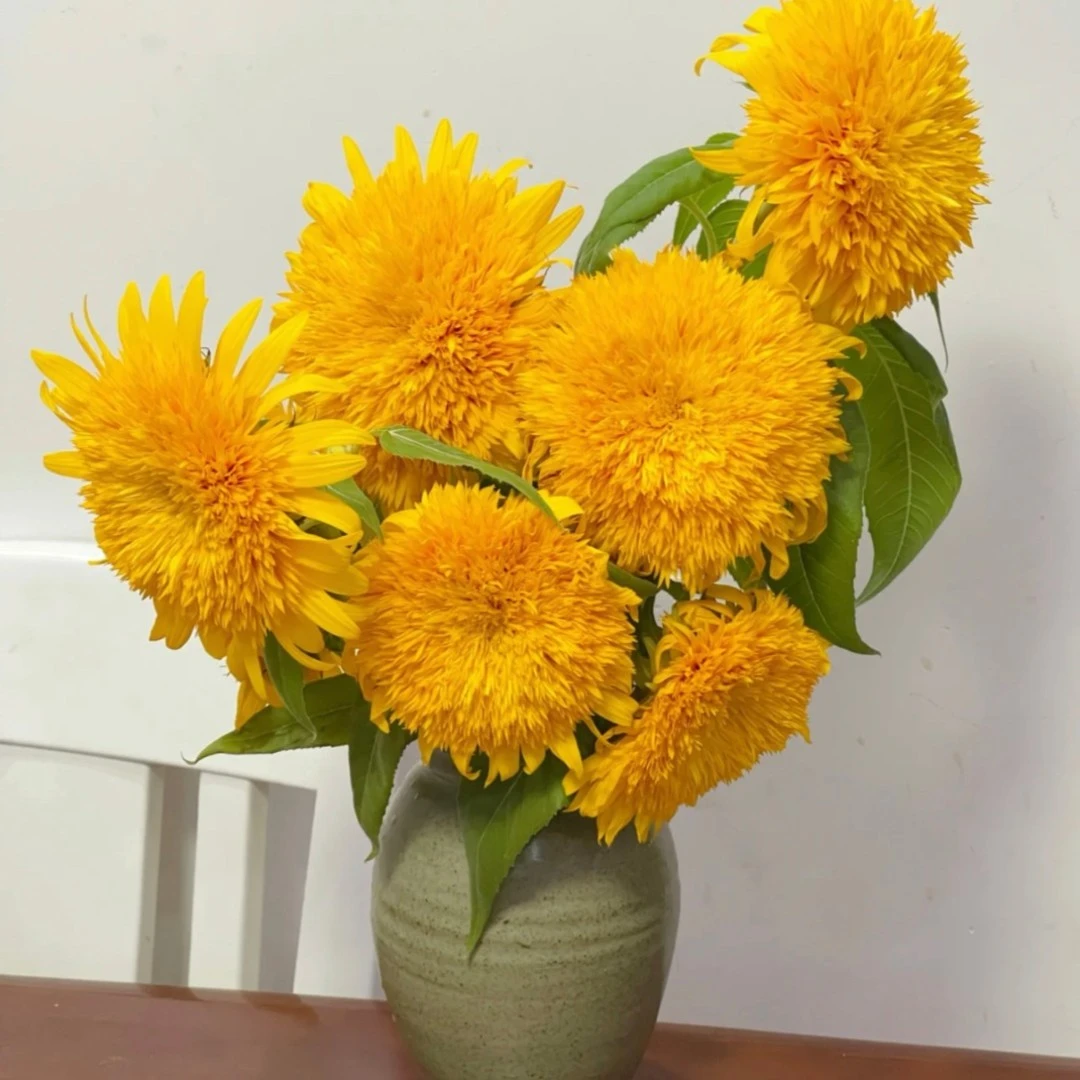 【买二单赠一】泰迪向日葵 Sunflower 梵高笔下小太阳