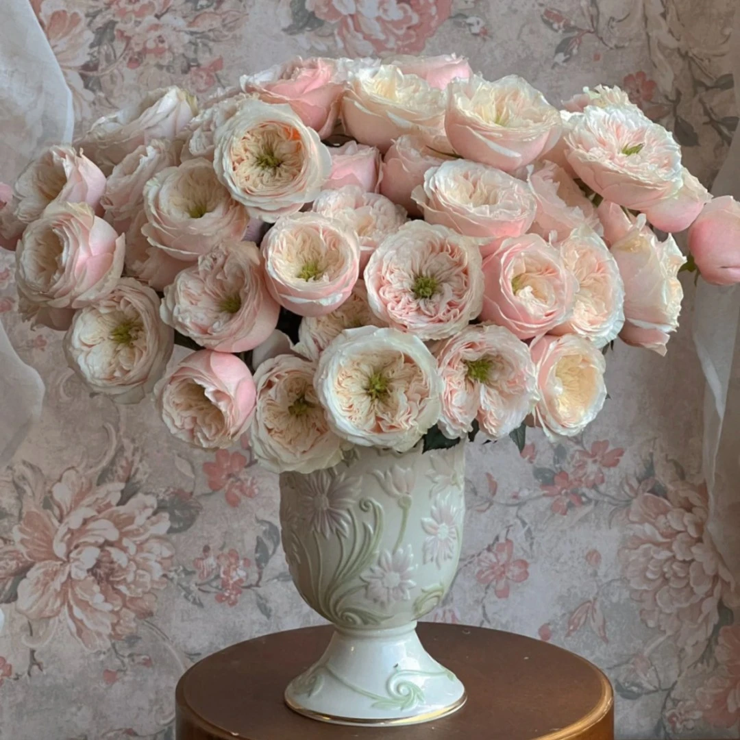 【买二单赠一】达林顿 Darlington  小包子