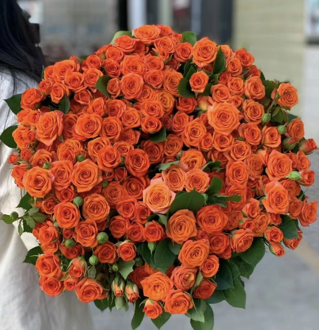 橙色芭比 Orange Barbie 多头玫瑰