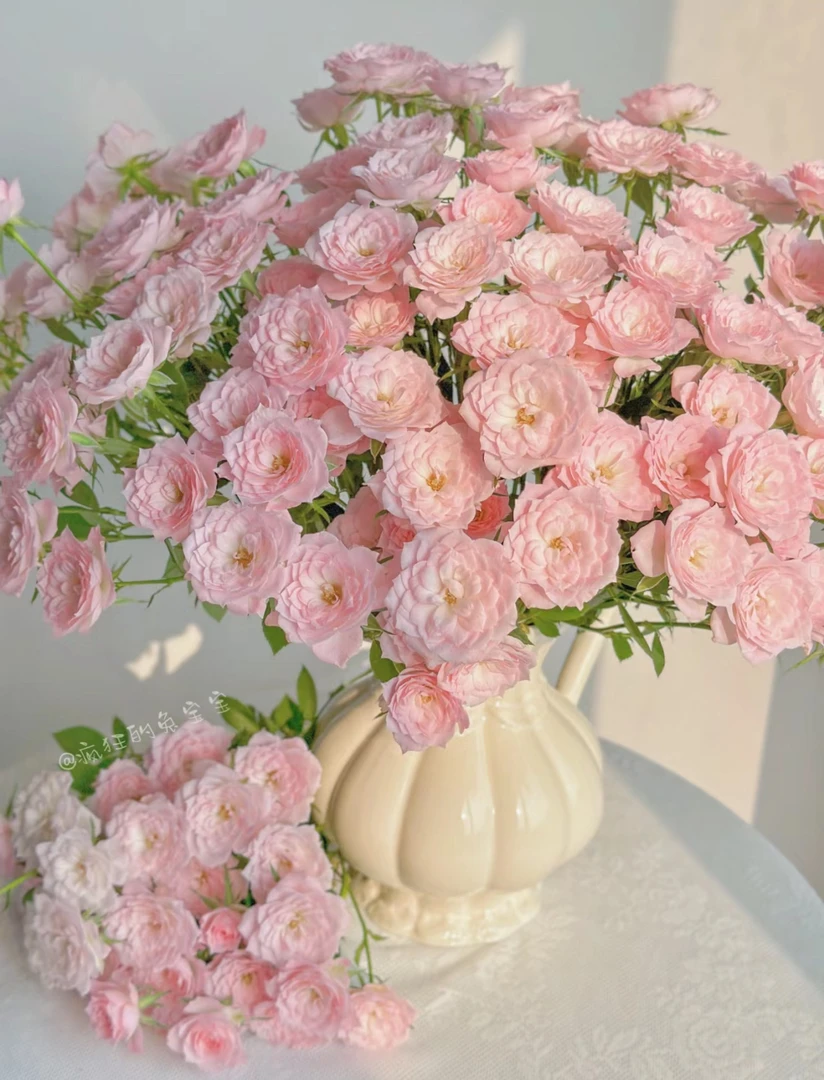 【买二单赠一】多头完美甜蜜 稀有品种玫瑰