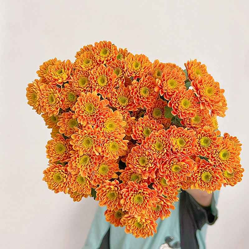 稀有新品花色突出渐变色系乔妮雏菊鲜花云南昆明直发送花花期长
