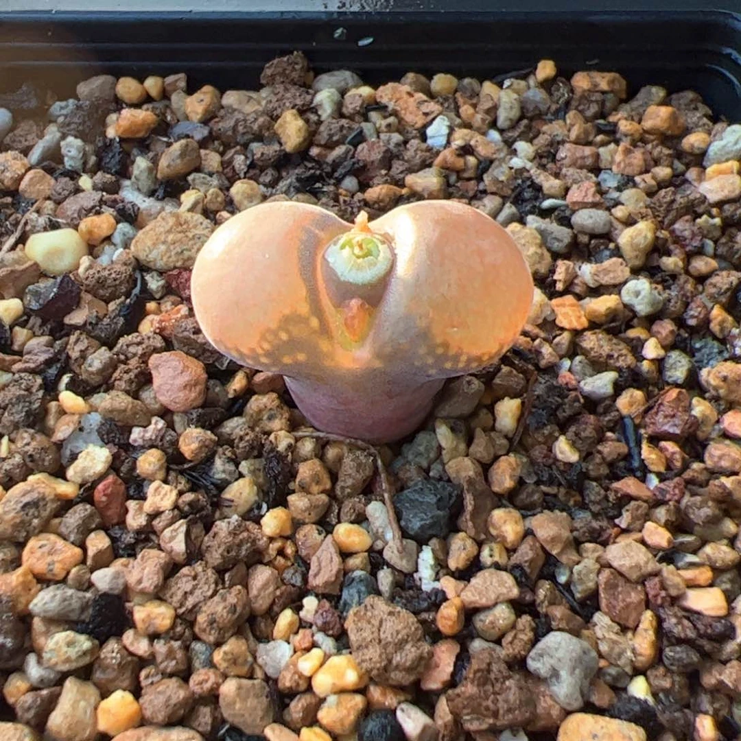 多肉单头优选吕氏001一棵