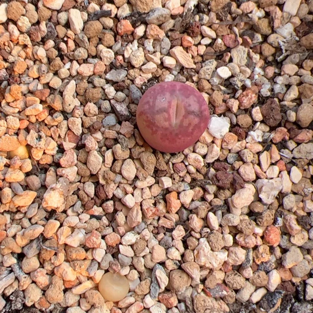 多肉单头优选墨杂一棵